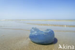 Jellyfish (Rhizostoma pulmo)