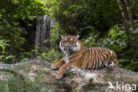 Sumatran Tiger (Panthera tigris sumatrae)