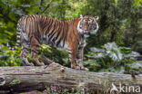 Sumatran Tiger (Panthera tigris sumatrae)