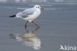 Black-headed Gull (Larus ridibundus)