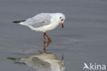 Black-headed Gull (Larus ridibundus)