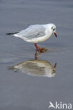 Black-headed Gull (Larus ridibundus)