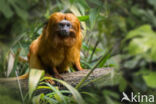 Golden Lion Tamarin (Leontopithecus rosalia)