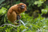 Golden Lion Tamarin (Leontopithecus rosalia)