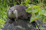 Smooth Indian Otter (Lutra perspicillata)