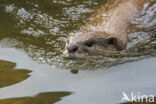 Smooth Indian Otter (Lutra perspicillata)