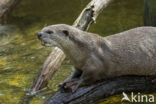 Smooth Indian Otter (Lutra perspicillata)