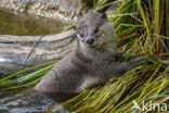 Smooth Indian Otter (Lutra perspicillata)