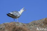 Zilvermeeuw (Larus argentatus)