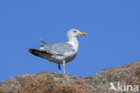 Zilvermeeuw (Larus argentatus)