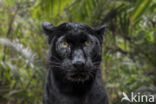 Panter (Panthera pardus)