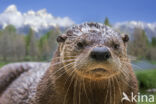 Northern River Otter (Lontra canadensis)