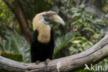 Papoeajaarvogel (Aceros plicatus)