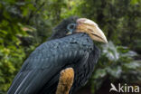 Papoeajaarvogel (Aceros plicatus)