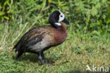 White-faced whistling duck (Dendrocygna viduata)