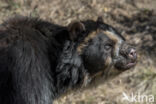 Andean Bear