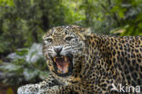 Sri Lankan leopard (Panthera pardus kotiya)