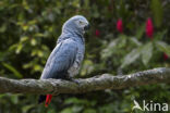 Grey Parrot (Psittacus erithacus)