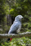 Grey Parrot (Psittacus erithacus)