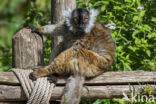 Black Lemur (Eulemur macaco)