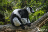 Black-and-white ruffed lemur (Varecia variegata subcincta)
