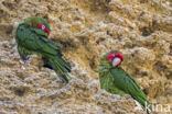 Roodmaskeraratinga (Aratinga mitrata)