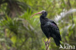 Northern Bald Ibis (Geronticus eremita)