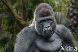 Westelijke laaglandgorilla (Gorilla gorilla gorilla)