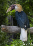 Papoeajaarvogel (Aceros plicatus)