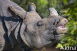 Indian rhinoceros (Rhinoceros unicornis)