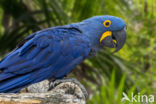 Hyacinth Macaw (Anodorhynchus hyacinthinus)
