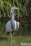 Demoiselle crane (Grus virgo)