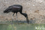 Afrikaanse gaper (Anastomus lamelligerus)