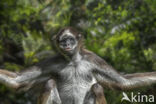 Variegated Spider Monkey (Ateles hybridus)