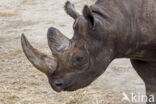 Black Rhinoceros