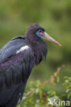 Abdim s stork (Ciconia abdimii)