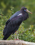 Abdim s stork (Ciconia abdimii)