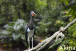 Abdim s stork (Ciconia abdimii)