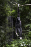 White-handed gibbon (Hylobates lar)