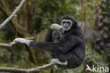 White-handed gibbon (Hylobates lar)