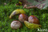 Horse-chestnut (Aesculus hippocastanum)