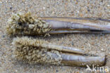 Netted Dog-whelk (Nassarius reticulatus)