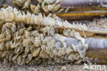 Netted Dog-whelk (Nassarius reticulatus)