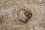 Compass Jellyfish (Chrysaora hysoscella)