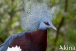 Sclater s crowned pigeon (Goura sclaterii)