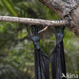 Lyle s flying fox (Pteropus lylei)