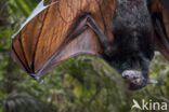 Lyle s flying fox (Pteropus lylei)