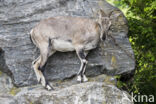 Blue mountain sheep (Pseudois nayaur)