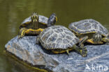 yellow-bellied slider (Trachemys scripta scripta)