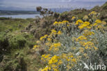 Senecio cineraria